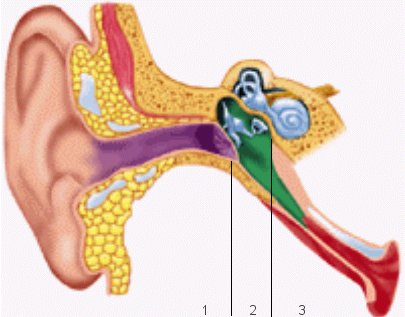Serwis Edukacyjny Anatomia Narządu Słuchu